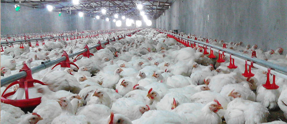 مازندران رتبه برتر تولید مرغ گوشتی کشور