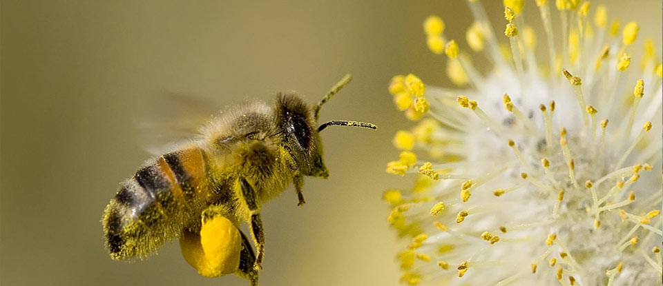 توسعه زنبورستان هابا توجه به شرایط آب و هوایی استان و نقش زنبور عسل در گرده افشانی محصولات زراعی - باغی 